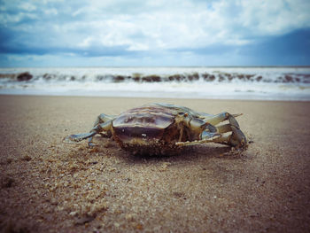 Close-up of crab on beach against sky