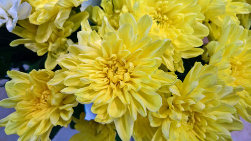 Macro shot of yellow flower