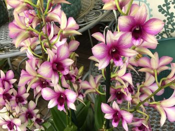 Flowers blooming outdoors