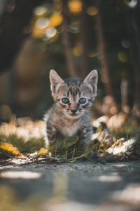 Portrait of kitten on land