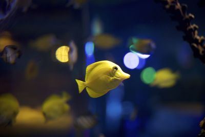 Close-up of yellow fish swimming in aquarium