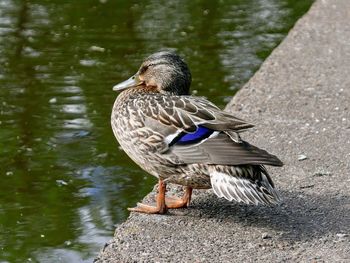 A mallard duck perching next to a pond in maxwell park