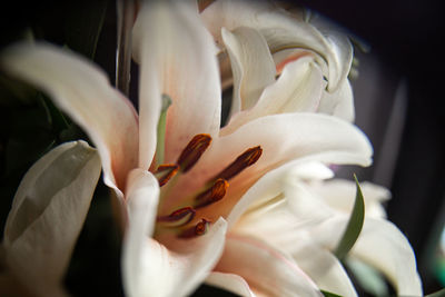 Close-up of white flower