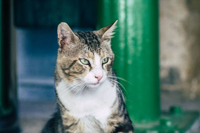 Close-up portrait of a cat