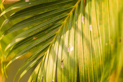 Close-up of palm leaves