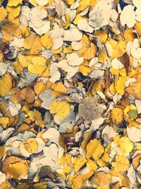 Close-up of yellow maple leaves