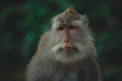 Close-up of monkey looking away