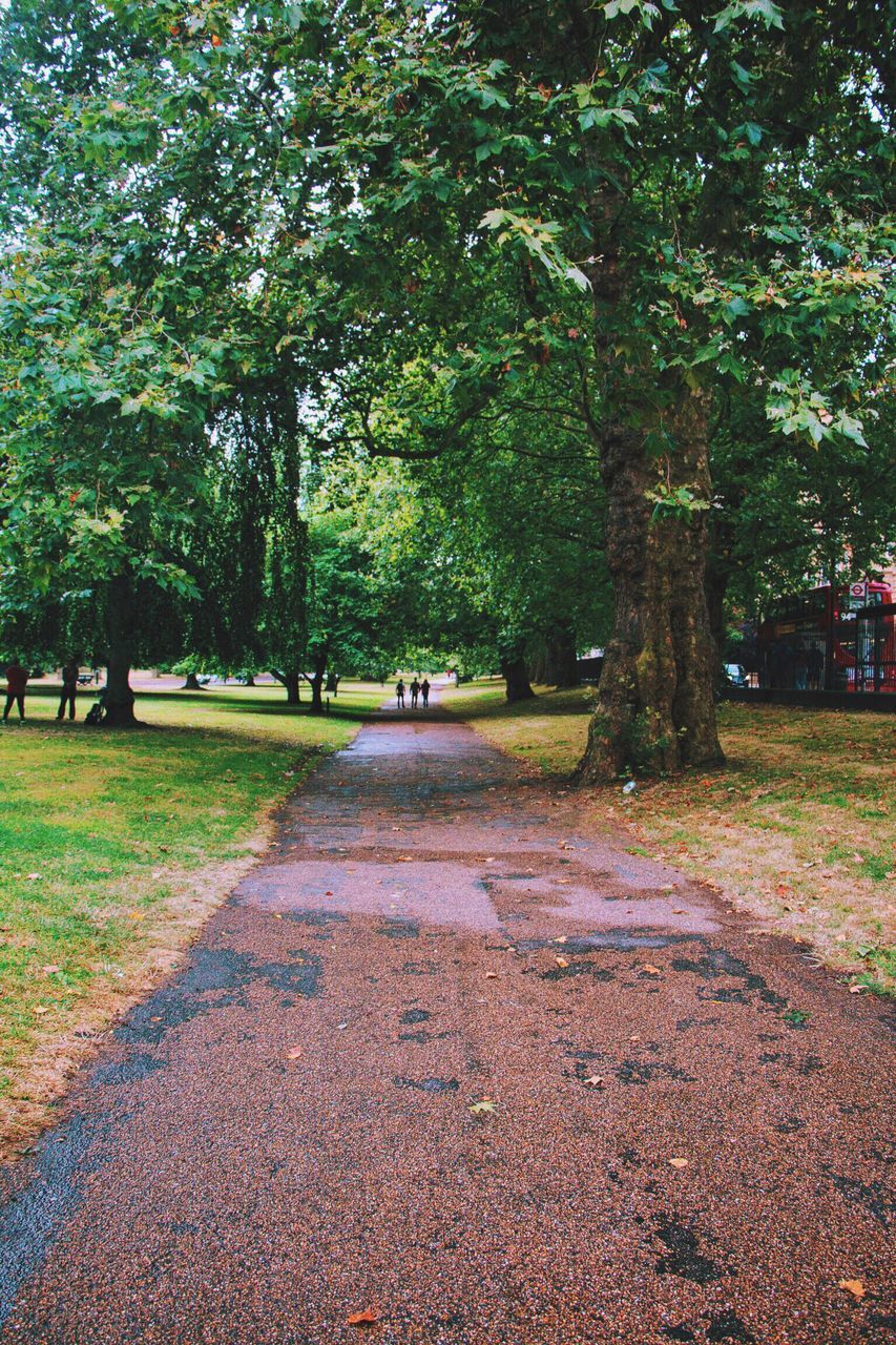 VIEW OF TREES IN PARK