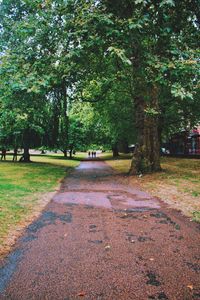 Trees in park