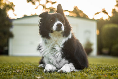 Black and white border collie.