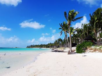 Palm trees on beach against sky