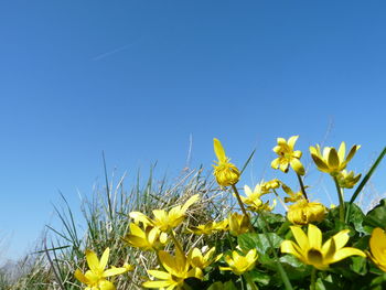 Close-up of yellow flowering plants against clear blue sky