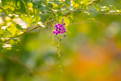 Close-up of pink flowering plant