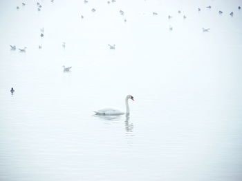 Swans swimming in lake