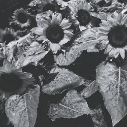 Close-up of flowers