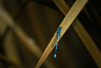 Close-up of an insect dragonfly on wood