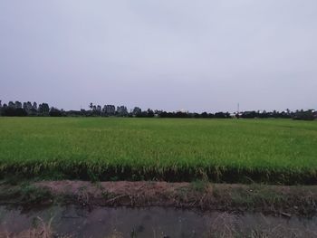 Scenic view of field against sky