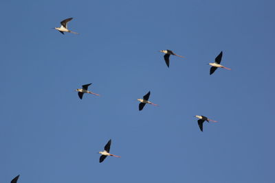 Low angle view of birds flying in sky