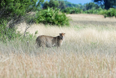 Portrait of cheetah standing on grassy field