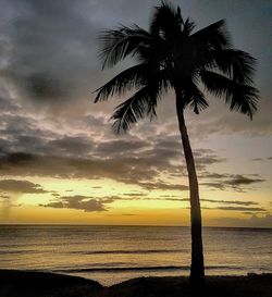 Palm trees on beach against cloudy sky