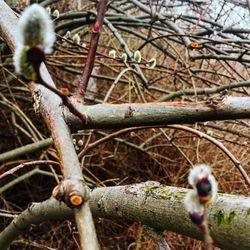 Close-up of twigs on branch