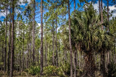 Low angle view of palm trees in forest