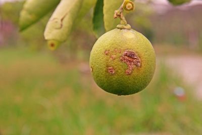 Canker disease on lime fruit caused by bacteria, plant disease