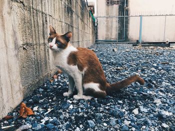 Cat sitting on wall