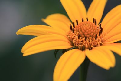 Close-up of orange flower blooming outdoors