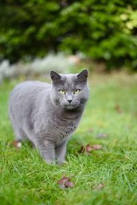 Portrait of cat on field