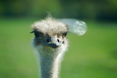 Close-up portrait of ostrich outdoors