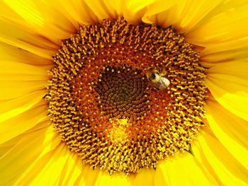 Macro shot of sunflower