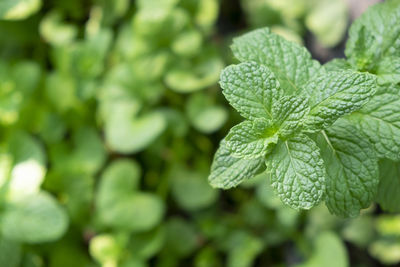 Close-up of fresh green leaves