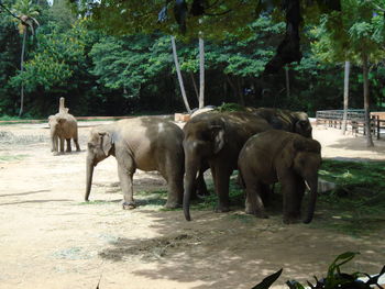 View of elephant in water