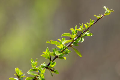 Close-up of green leaves