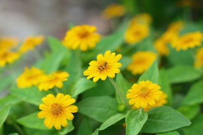 Close-up of yellow flowering plant