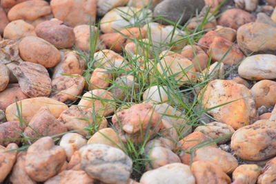 Full frame shot of vegetables