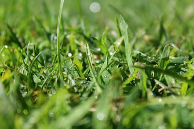 Close-up of water drops on grass