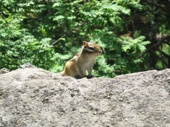 Squirrel on rock against trees