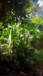 Plants growing on tree