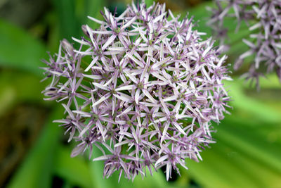 Close-up of purple flowering plant