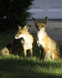 Healthy urban foxes as seen in morning sunlight