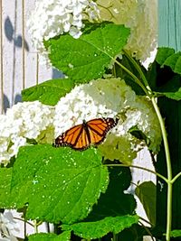 Butterfly on leaves