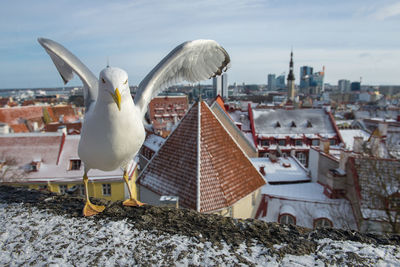 Seagull perching on top of building