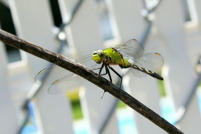 Close-up of dragonfly