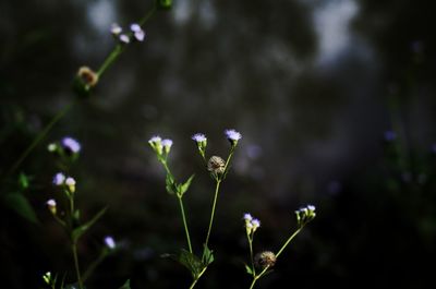 Close-up of flowering plant