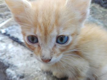 Close-up portrait of a cat