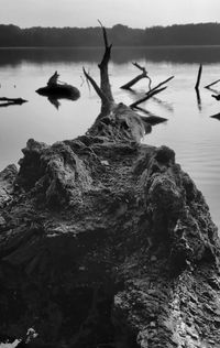 Driftwood on rock by lake