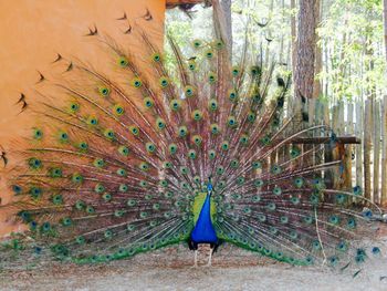 Close-up of peacock