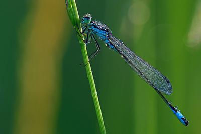 Close-up of grasshopper